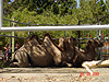 Some camels
