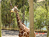 A giraffe