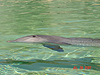 A dolphin