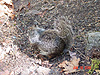 A squirrel